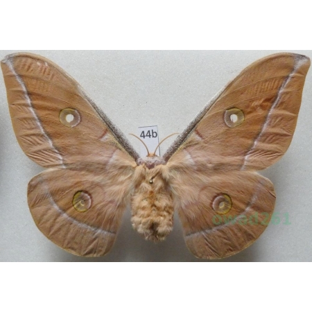 Antheraea pernyi (Guérin-Méneville, 1855) female ex. ovo China 95mm44b
